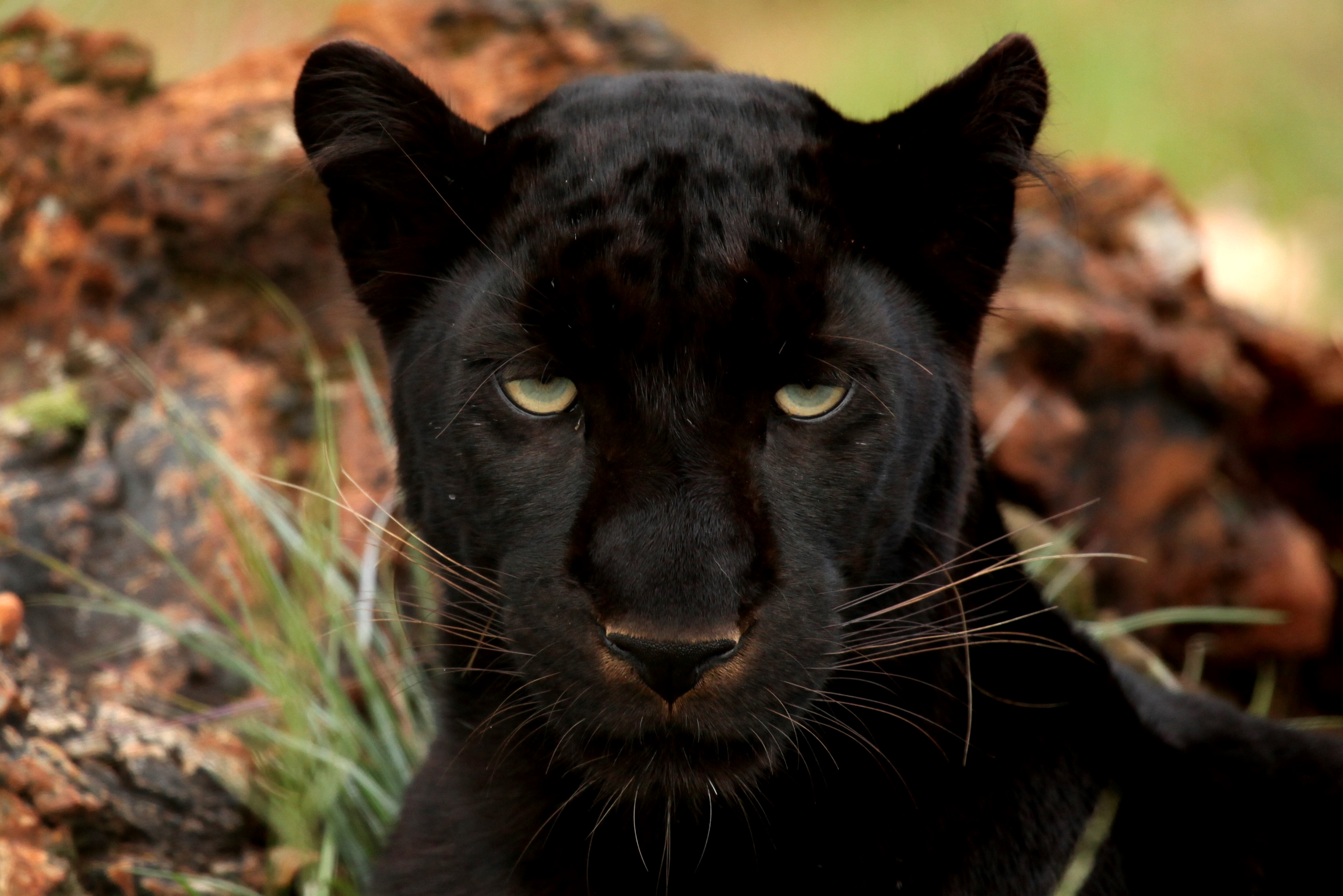Panther Class